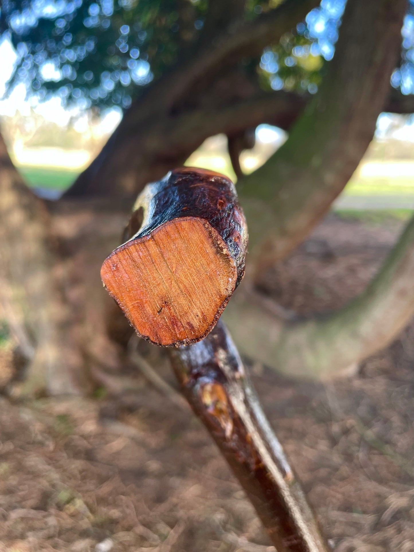 Bumpy Blackthorn walking stick with L Handle