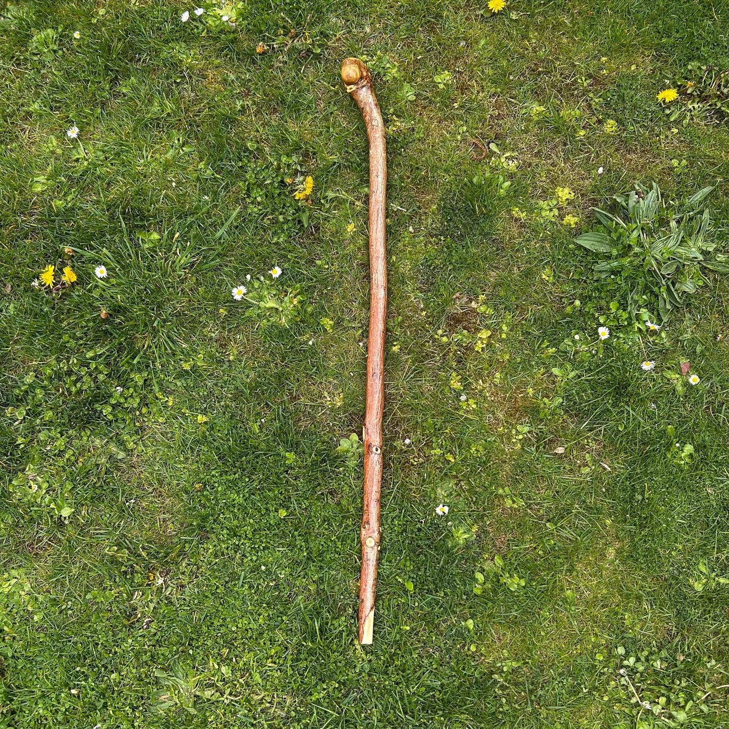 Chunky Hazel Shillelagh Knob Stick – 99 cm (39”)