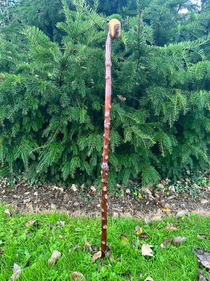 Irish Blackthorn Walking Stick with Knuckles – 40”