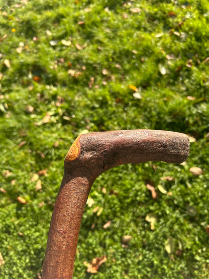 Blackthorn Walking Stick with L Handle - 97 cm / 38.2 inches