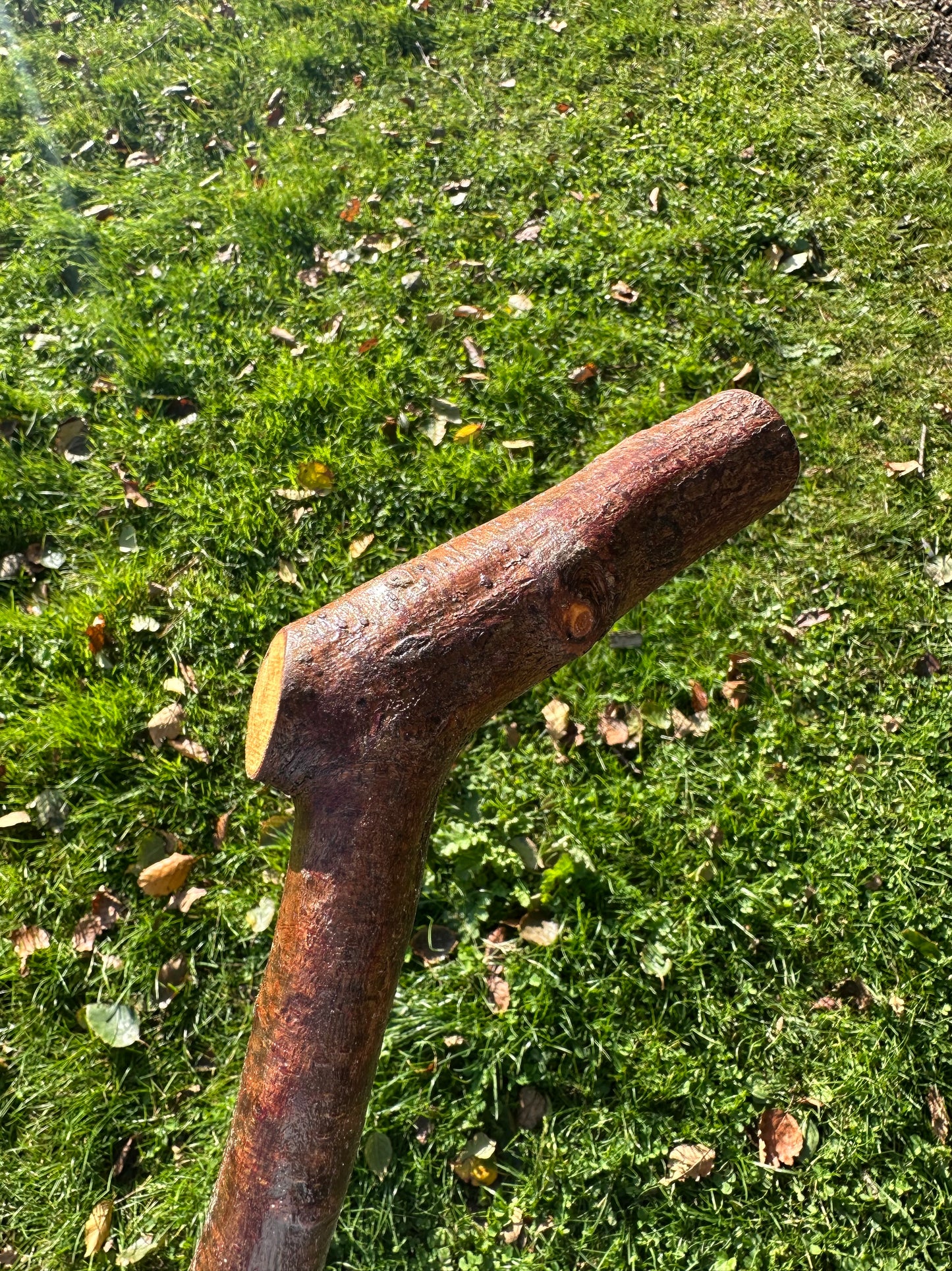 Blackthorn Walking Stick with L Handle - 97 cm / 38.2 inches