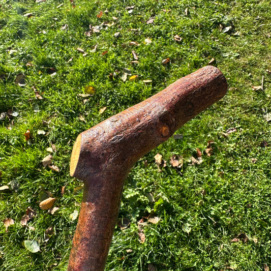 Blackthorn Walking Stick with L Handle - 99 cm / 38.9 inches