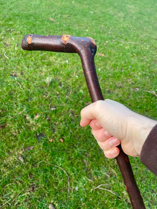 Blackthorn walking stick with comfortable Handle