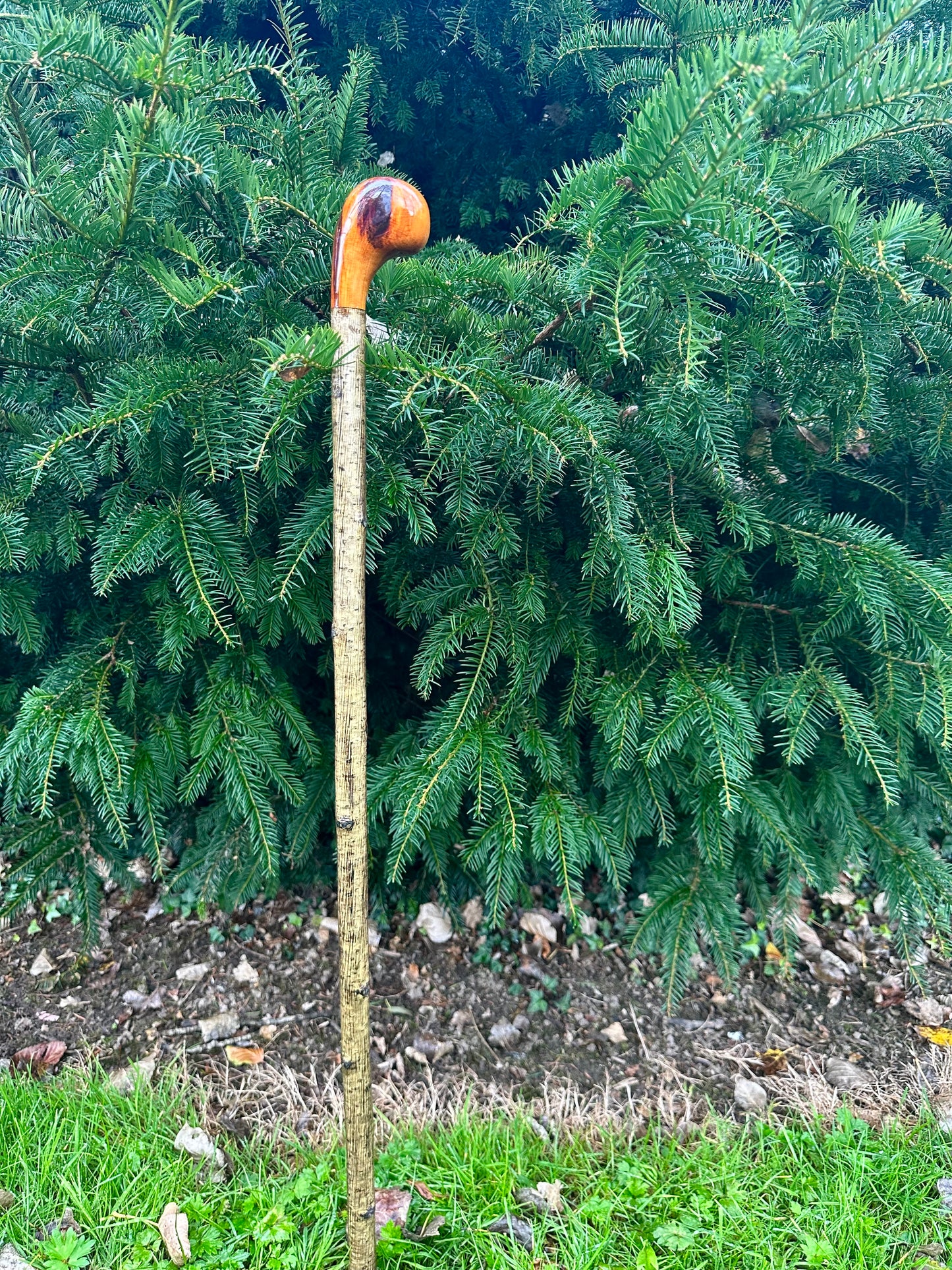 Hazel Walking Stick with Spalted Yew Head – 37.5”