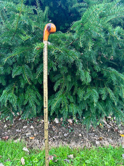 Hazel Walking Stick with Spalted Yew Head – 37.5”
