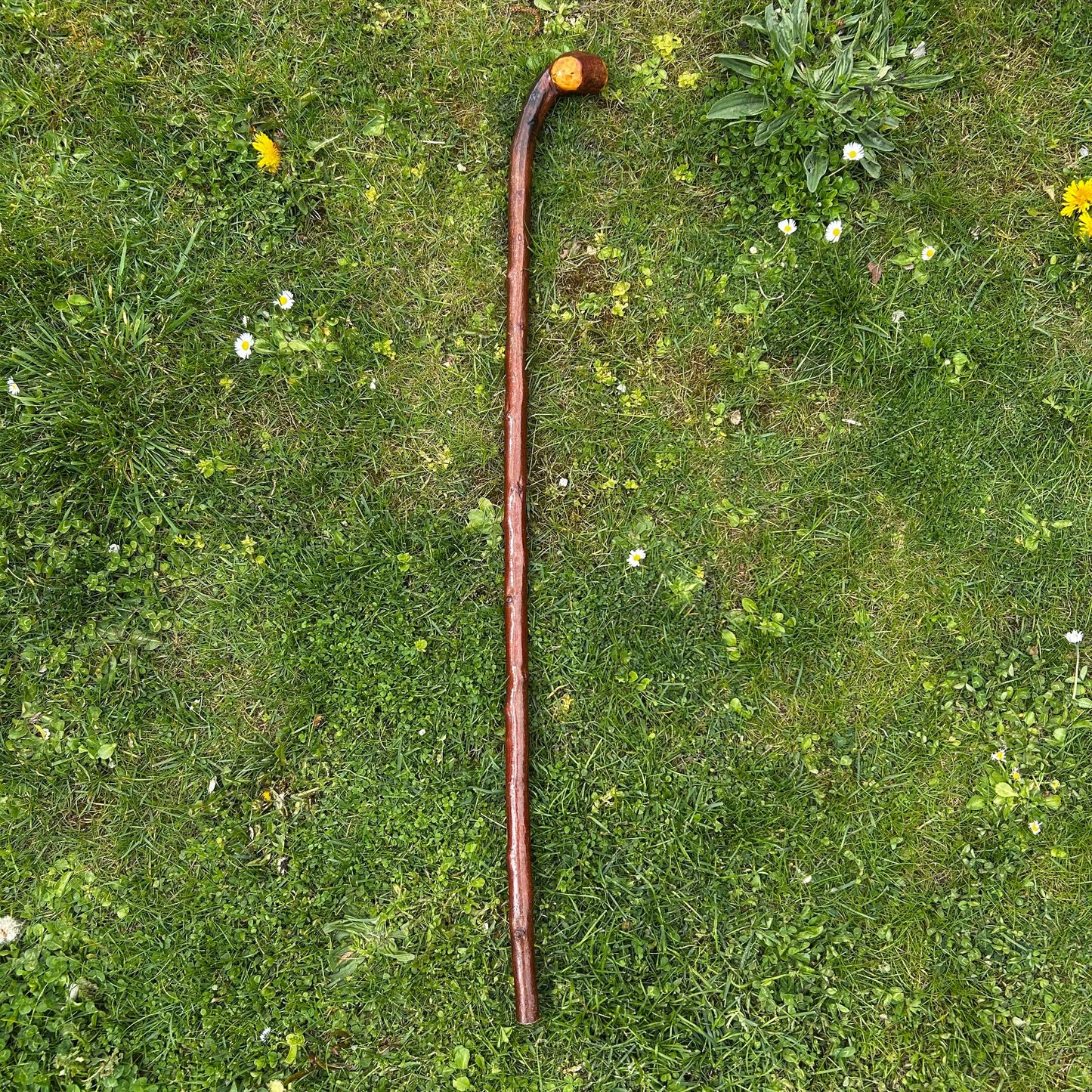 Blackthorn Shillelagh Knob Stick with Varnish Finish – 101 cm (39.7”)