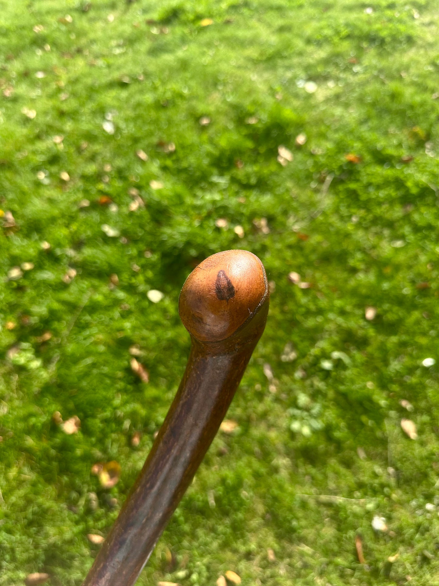 Blackthorn Walking Stick with Round Handle - 110 cm / 43 inches