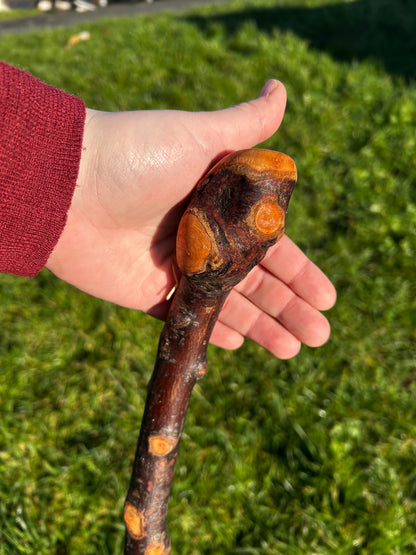 Raspy Shaft Blackthorn Shillelagh - 96 cm (37")