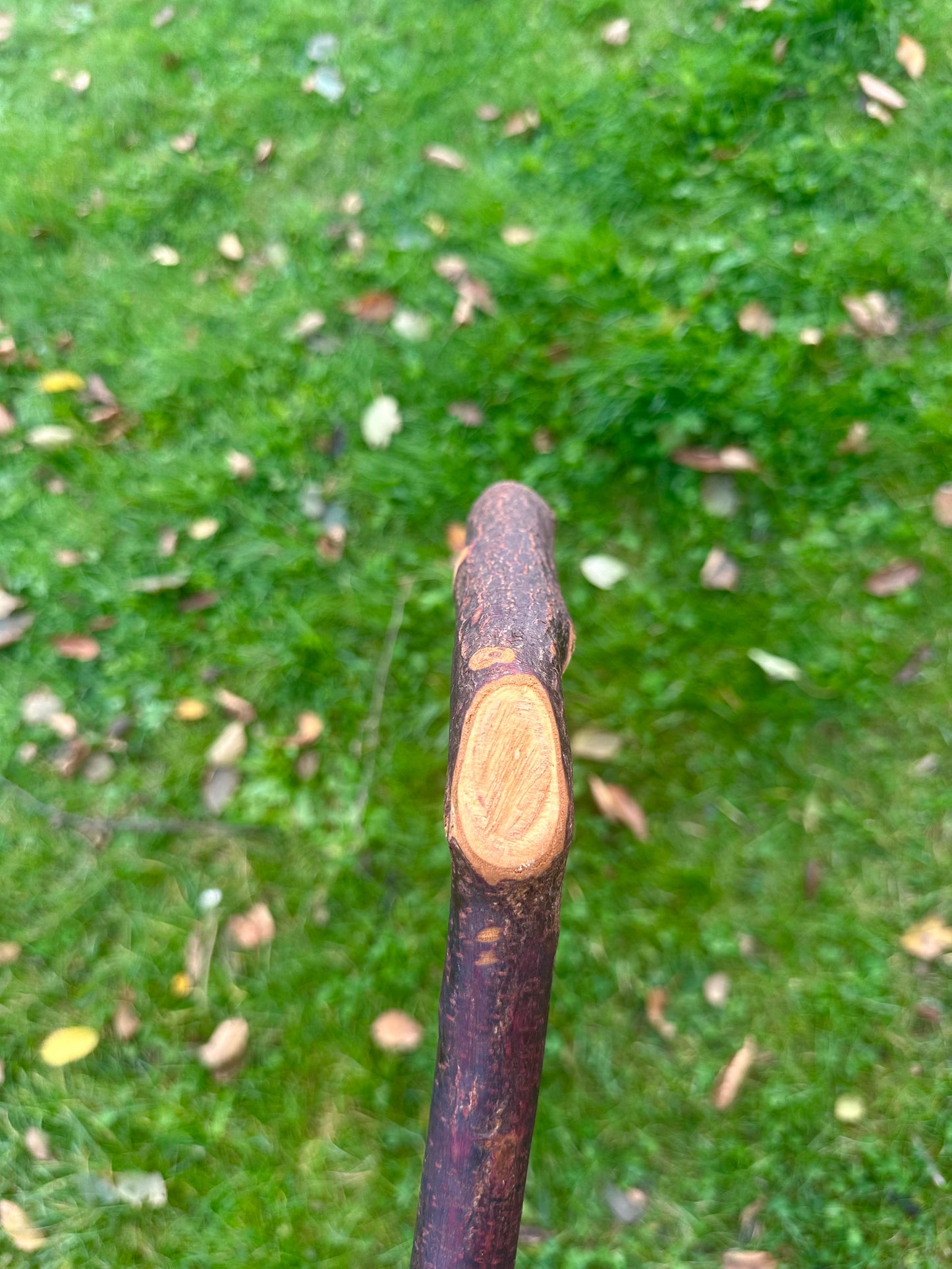 Blackthorn Walking Stick with L Handle - 110 cm / 43 inches