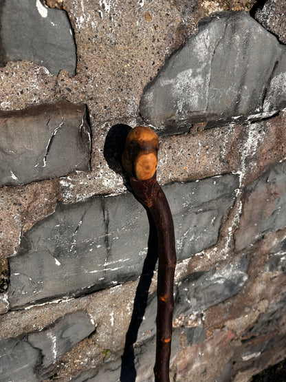 Blackthorn Shillelagh with Large Rugged Handle – 94 cm (37”)