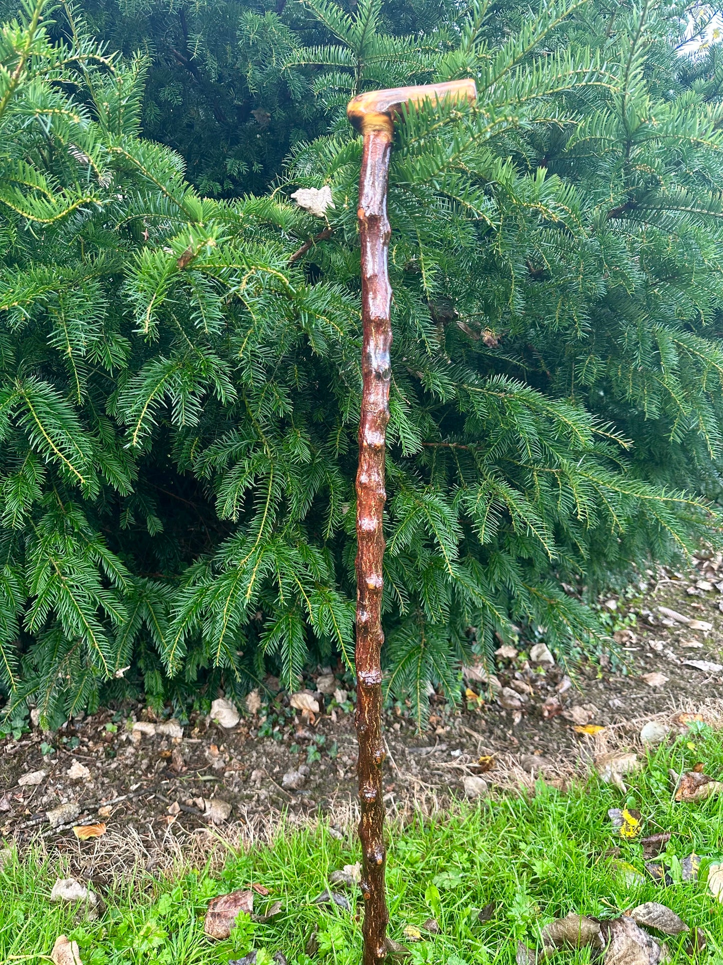 Irish Blackthorn Walking Stick with L Handle – 38”