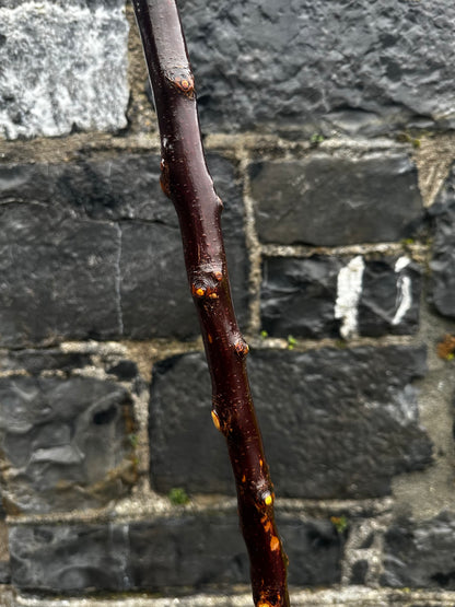 sold -Unique Knuckled Blackthorn Walking Stick with Knob Head – 100 cm (39.4”)