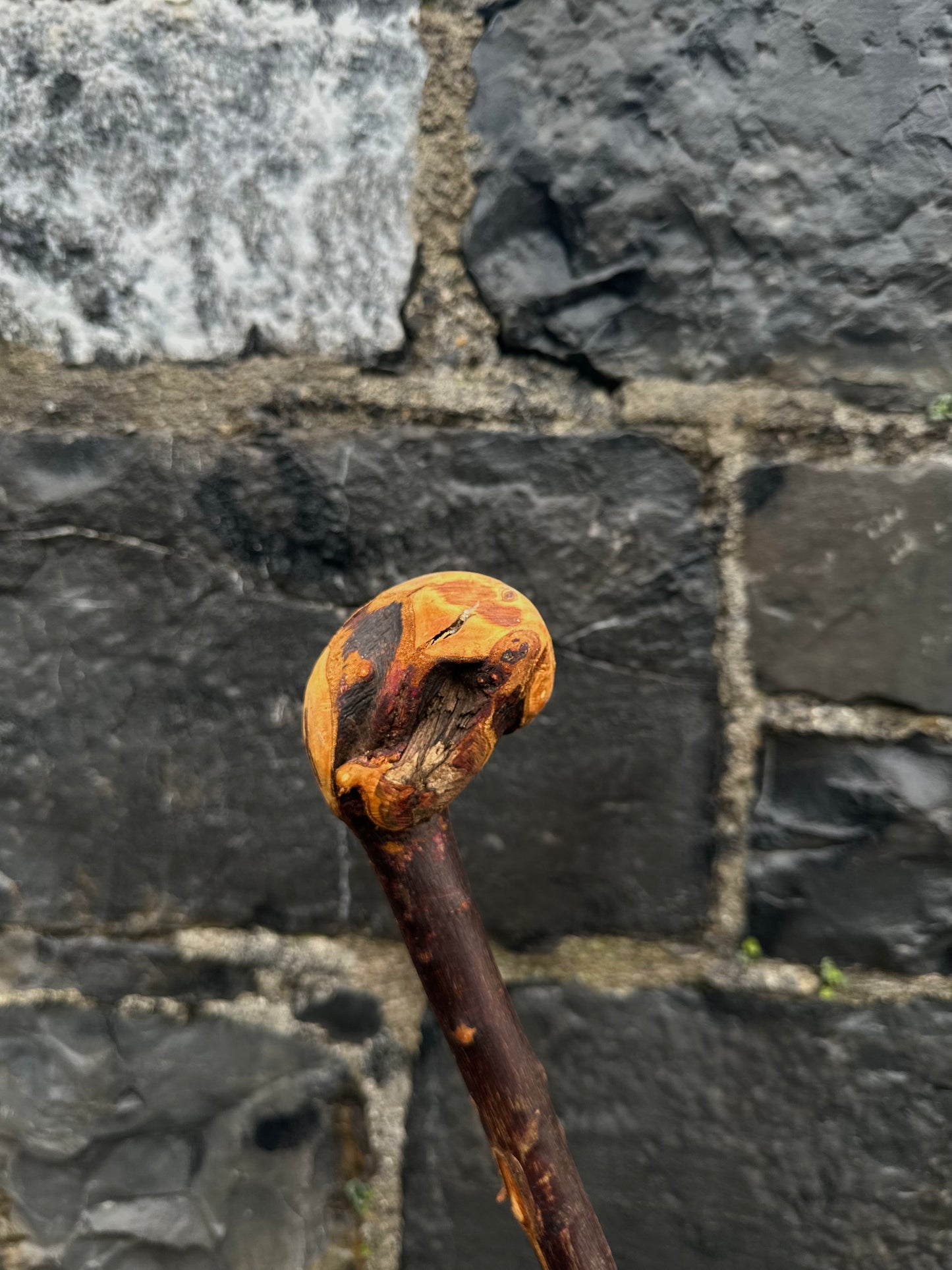 Rootball Blackthorn Walking Stick with Natural Character – 89 cm (35”)
