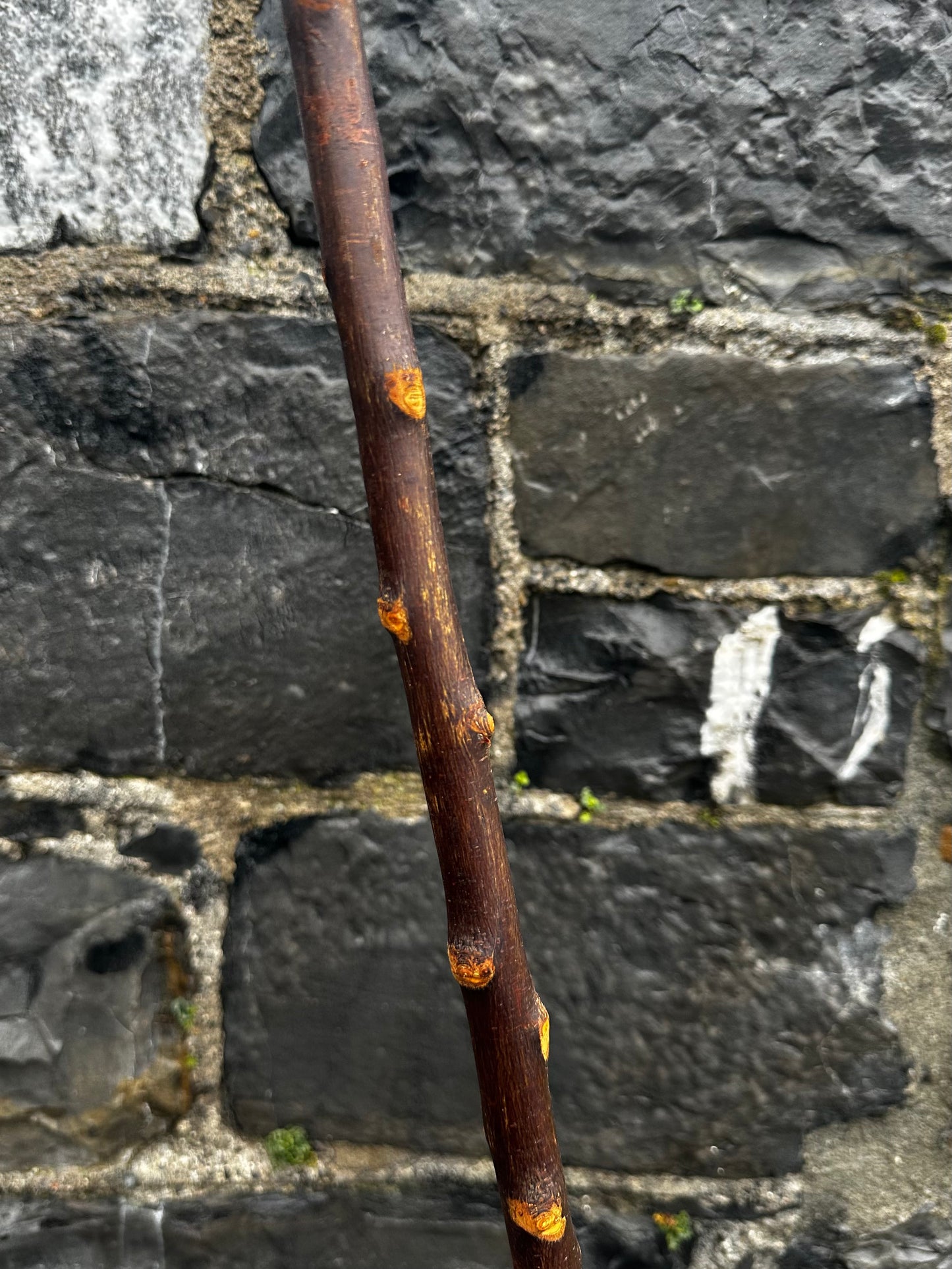 Rootball Blackthorn Walking Stick with Natural Character – 89 cm (35”)