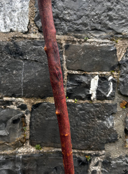 Sold - Blackthorn Walking Stick with Large T-Style Handle – 102 cm (40.1”)