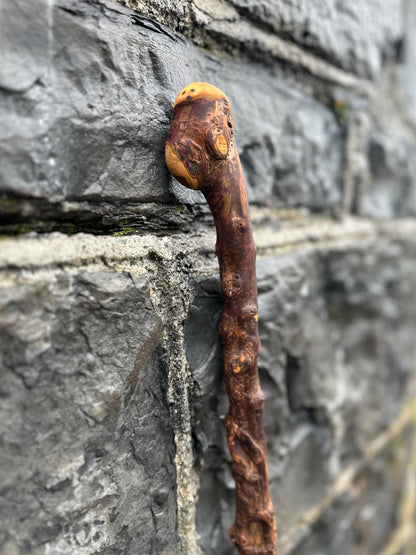 sold -Rare Knuckled Blackthorn Walking Stick with Knob Head – 96 cm (37.7”)