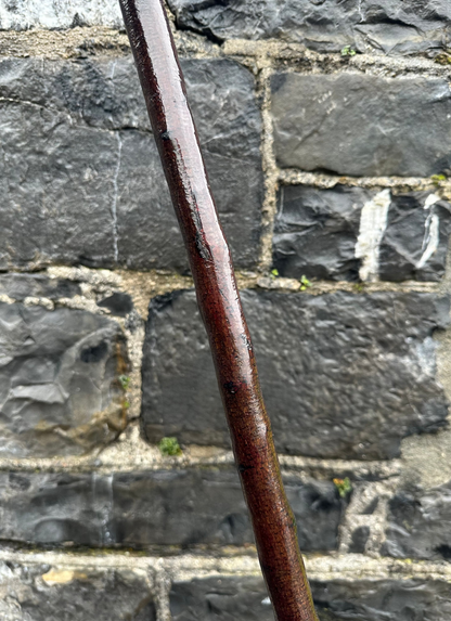 Unique Twisted Blackthorn Walking Stick – 101 cm (39.7”)