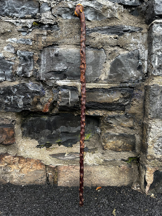 sold -Rare Knuckled Blackthorn Walking Stick with Knob Head – 96 cm (37.7”)
