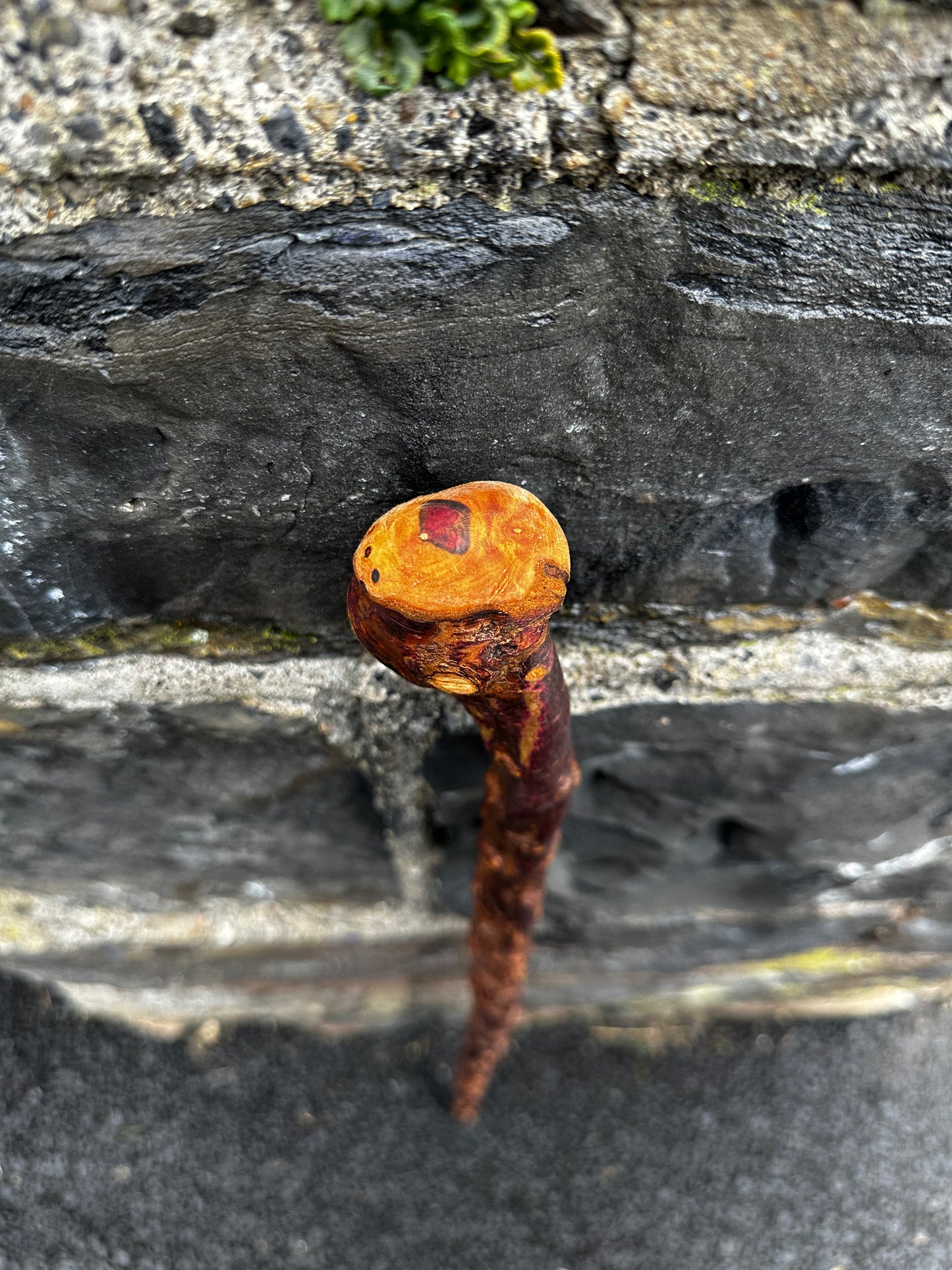 sold -Rare Knuckled Blackthorn Walking Stick with Knob Head – 96 cm (37.7”)