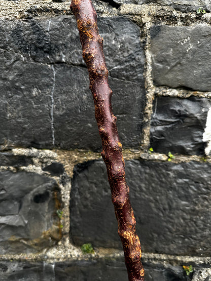 sold -Rare Knuckled Blackthorn Walking Stick with Knob Head – 96 cm (37.7”)