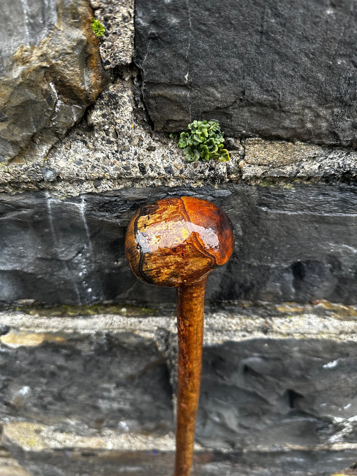 Sold - Hazel Walking Stick with Large Knob Head – 103 cm (40.5”)