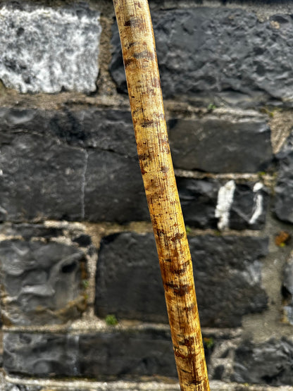98cm spalted beech head and hazel shaft