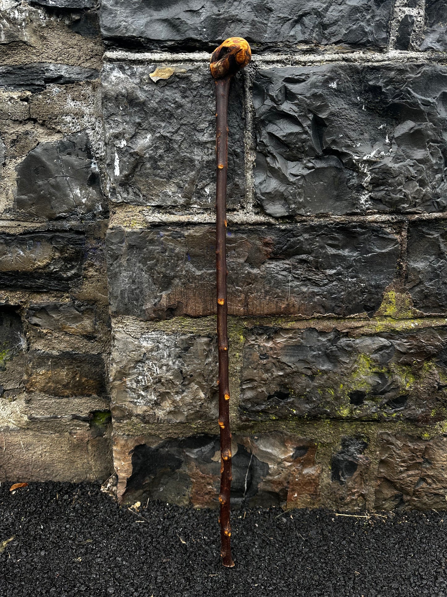 Rootball Blackthorn Walking Stick with Natural Character – 89 cm (35”)