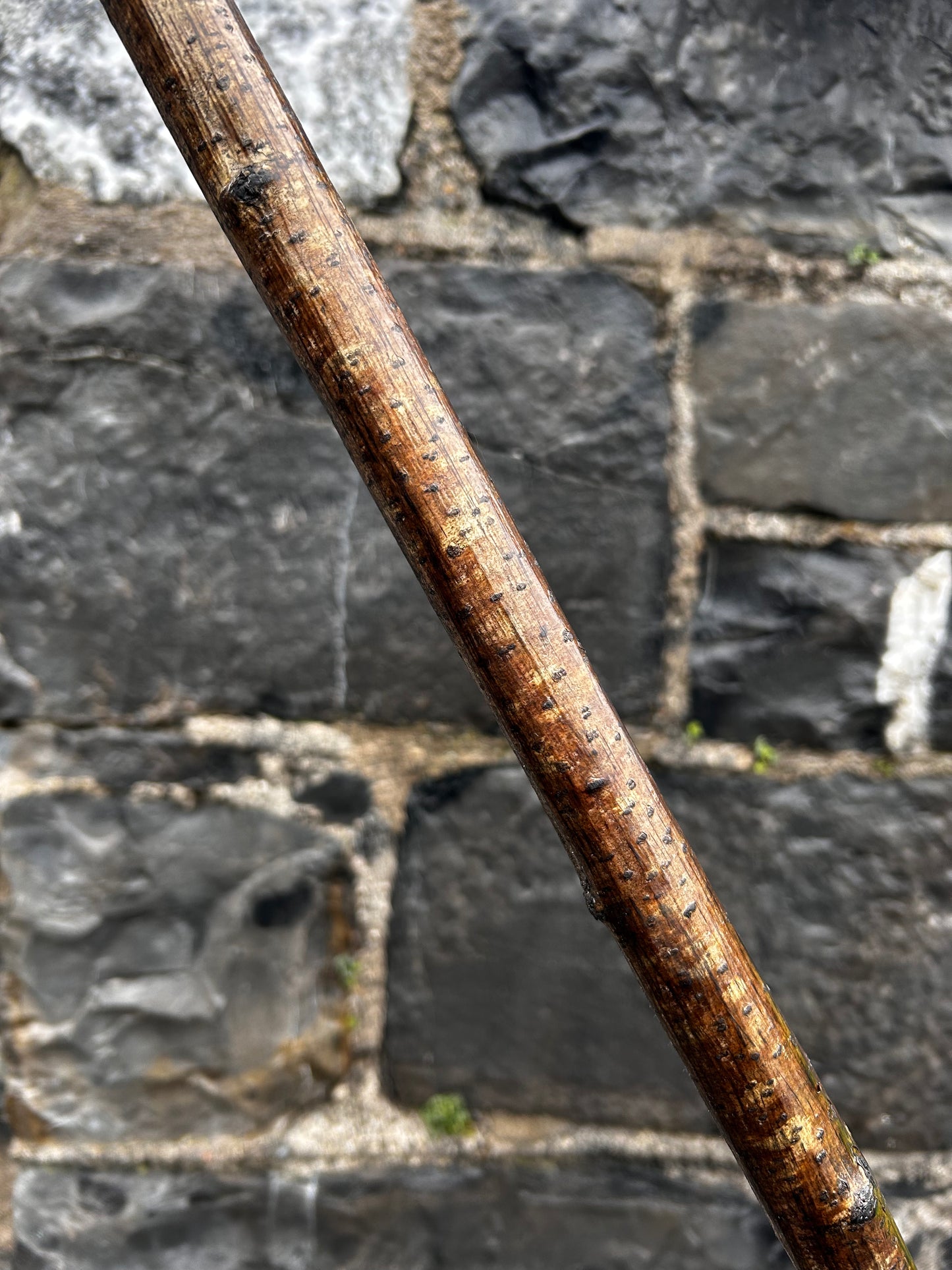 Two-Piece Hazel Walking Stick with Spalted Beech Head – 90 cm (35.4”)