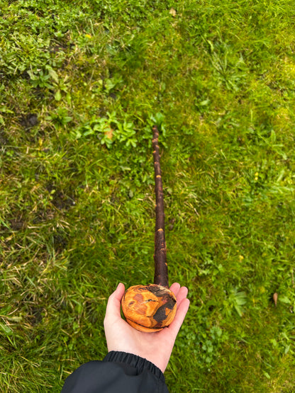 Rootball Blackthorn Walking Stick with Natural Character – 89 cm (35”)