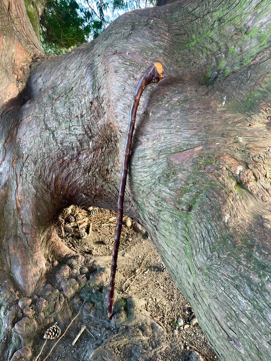 Blackthorn walking stick with curved handle