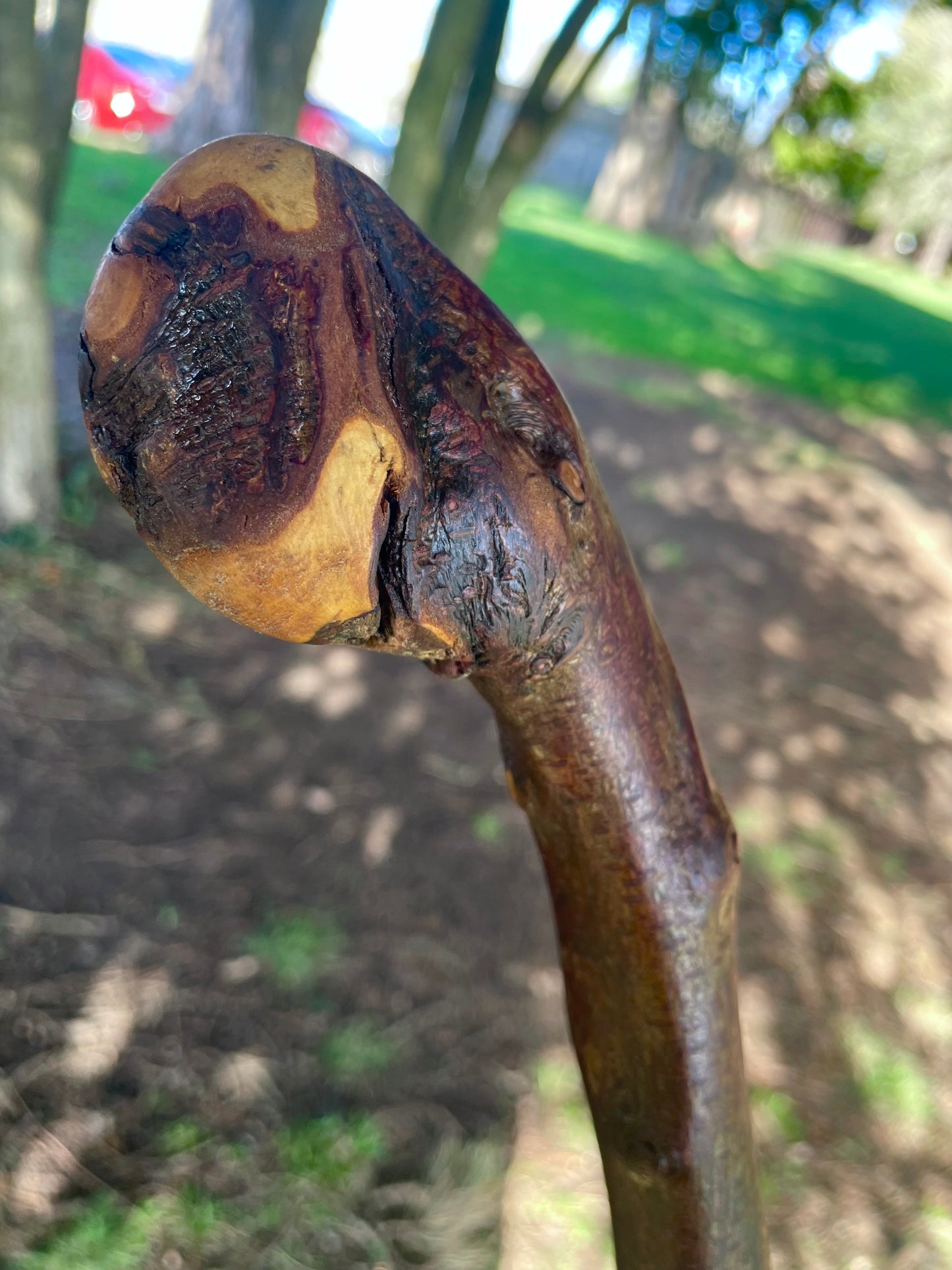 Blackthorn walking stick with curved handle