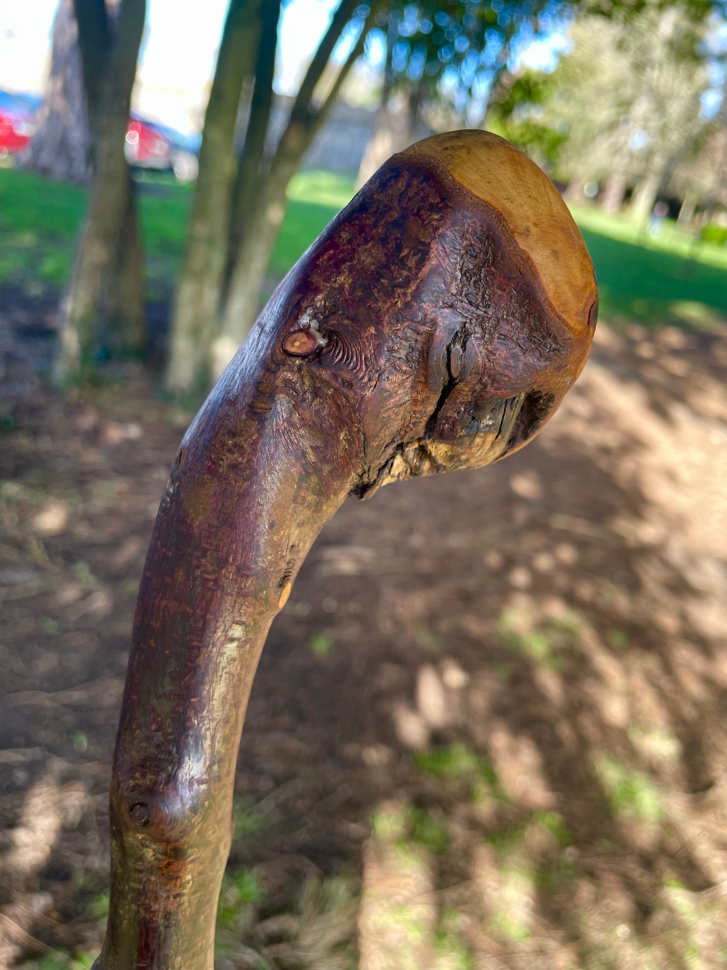 Blackthorn walking stick with curved handle
