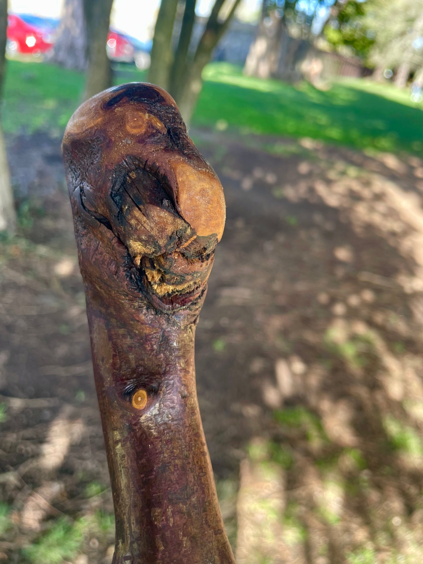 Blackthorn walking stick with curved handle
