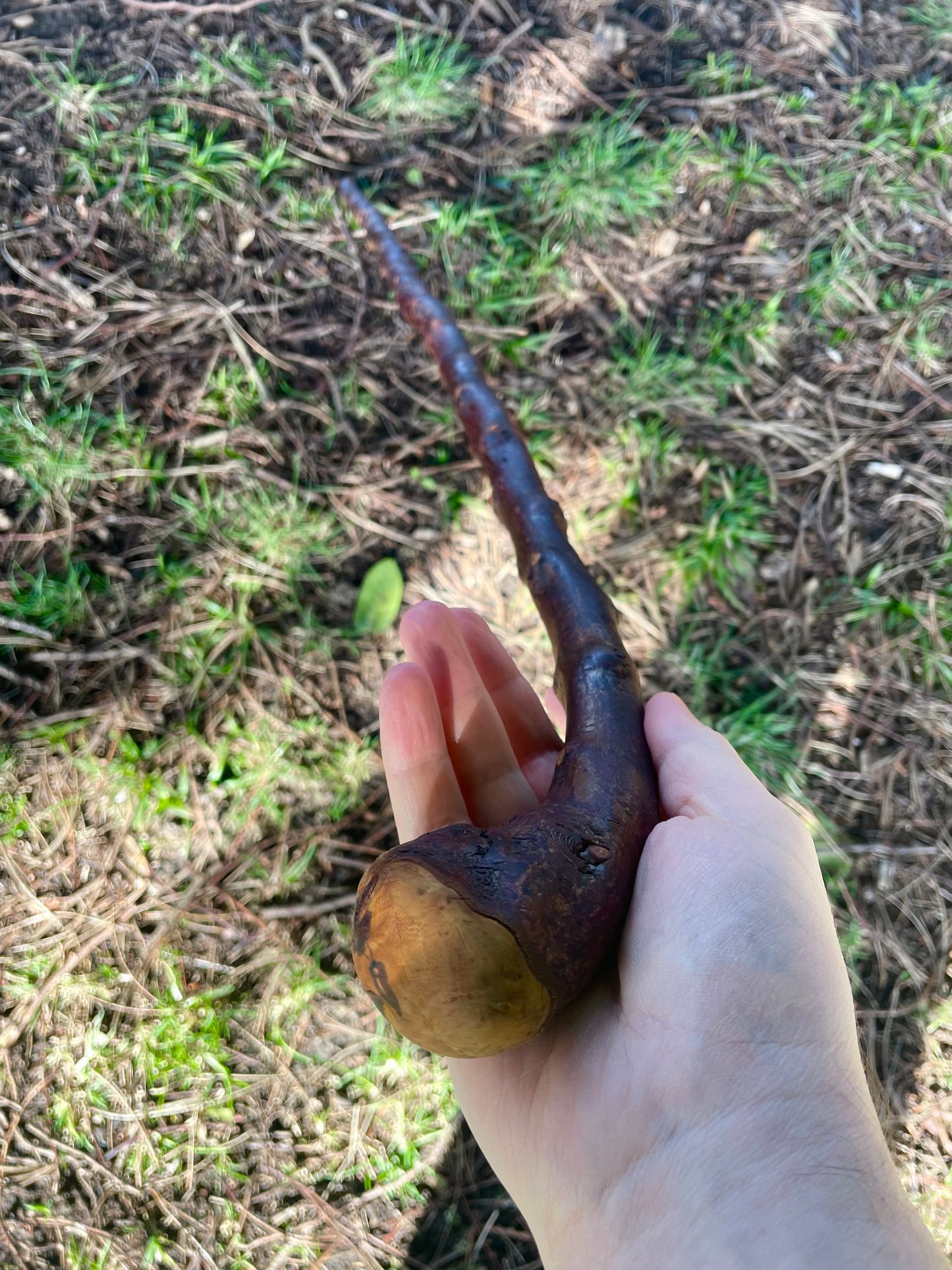 Blackthorn walking stick with curved handle
