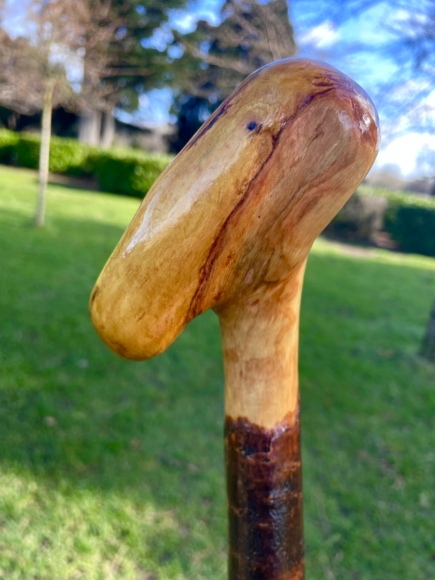 Blackthorn walking stick with curved handle