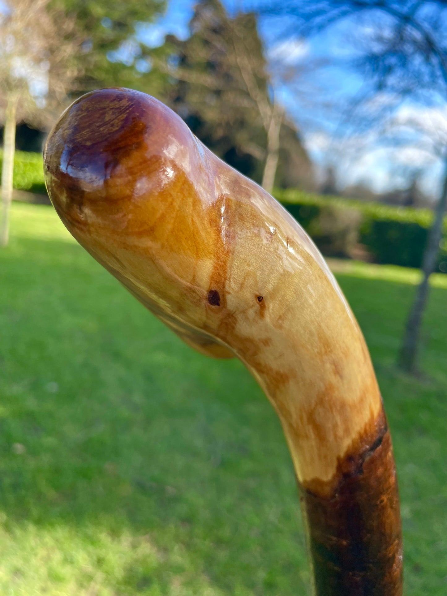 Blackthorn walking stick with curved handle