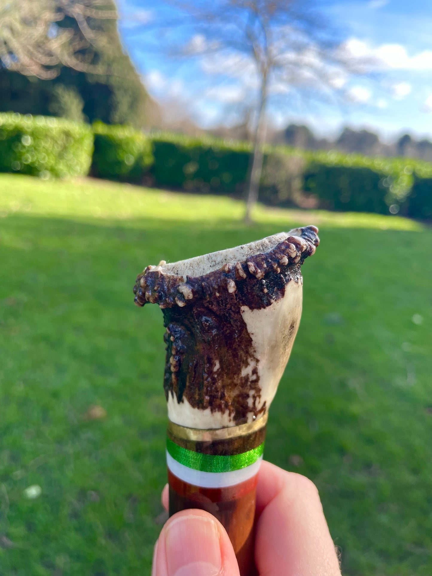 Blackthorn walking stick with curved handle
