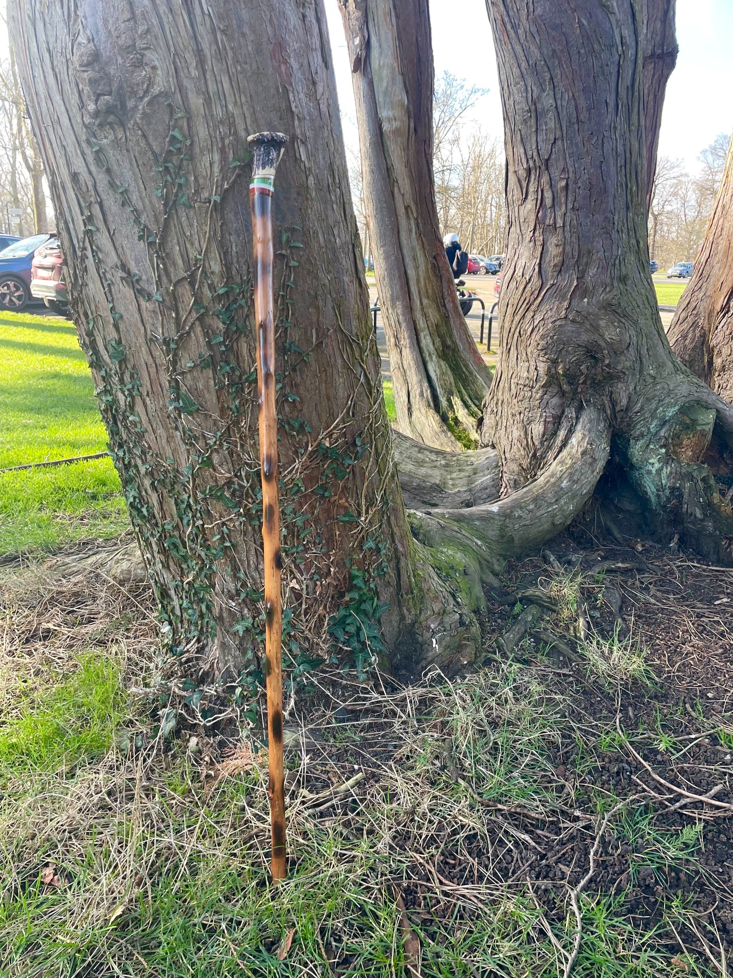 Blackthorn walking stick with curved handle