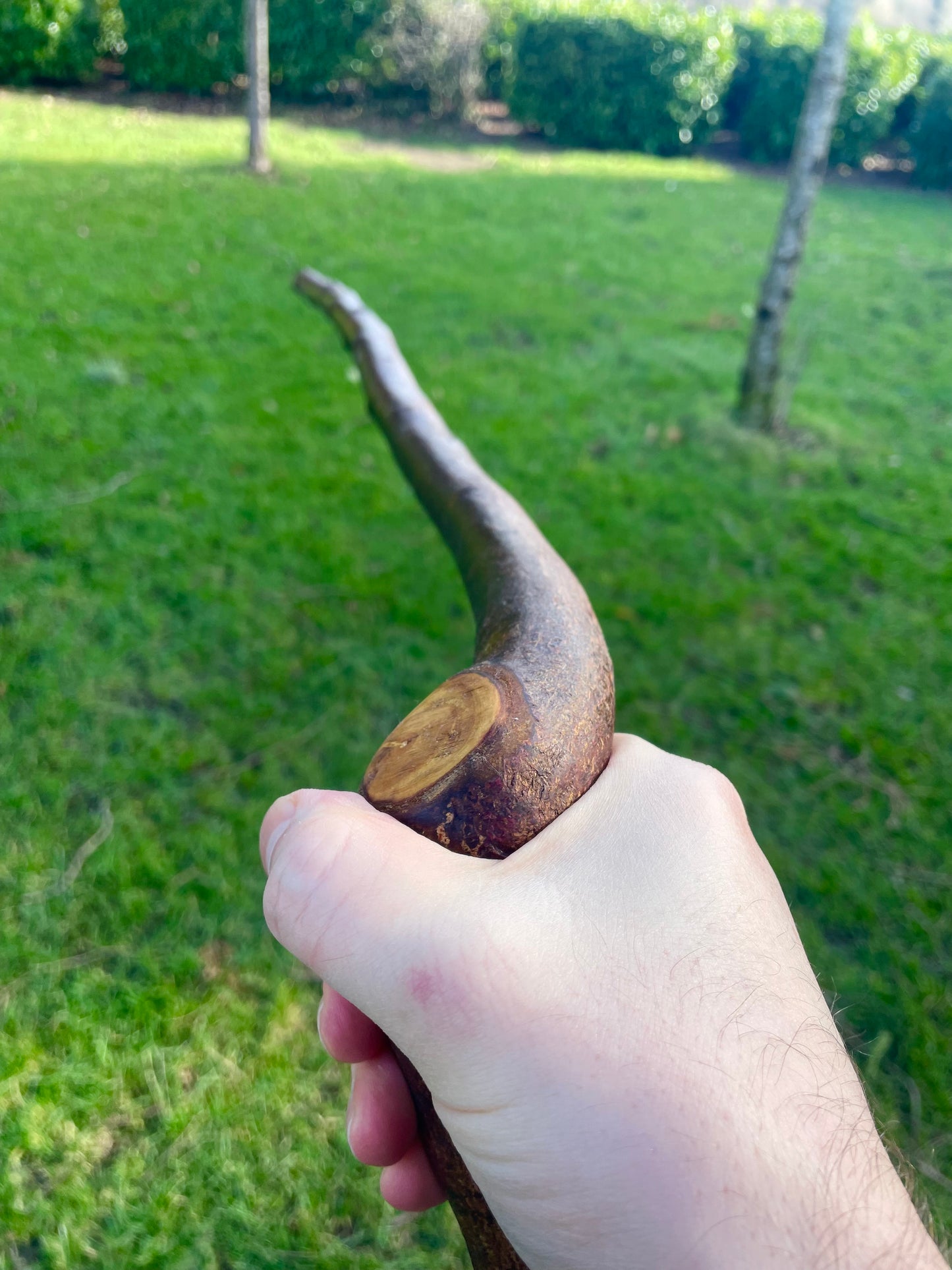 Blackthorn walking stick with curved handle