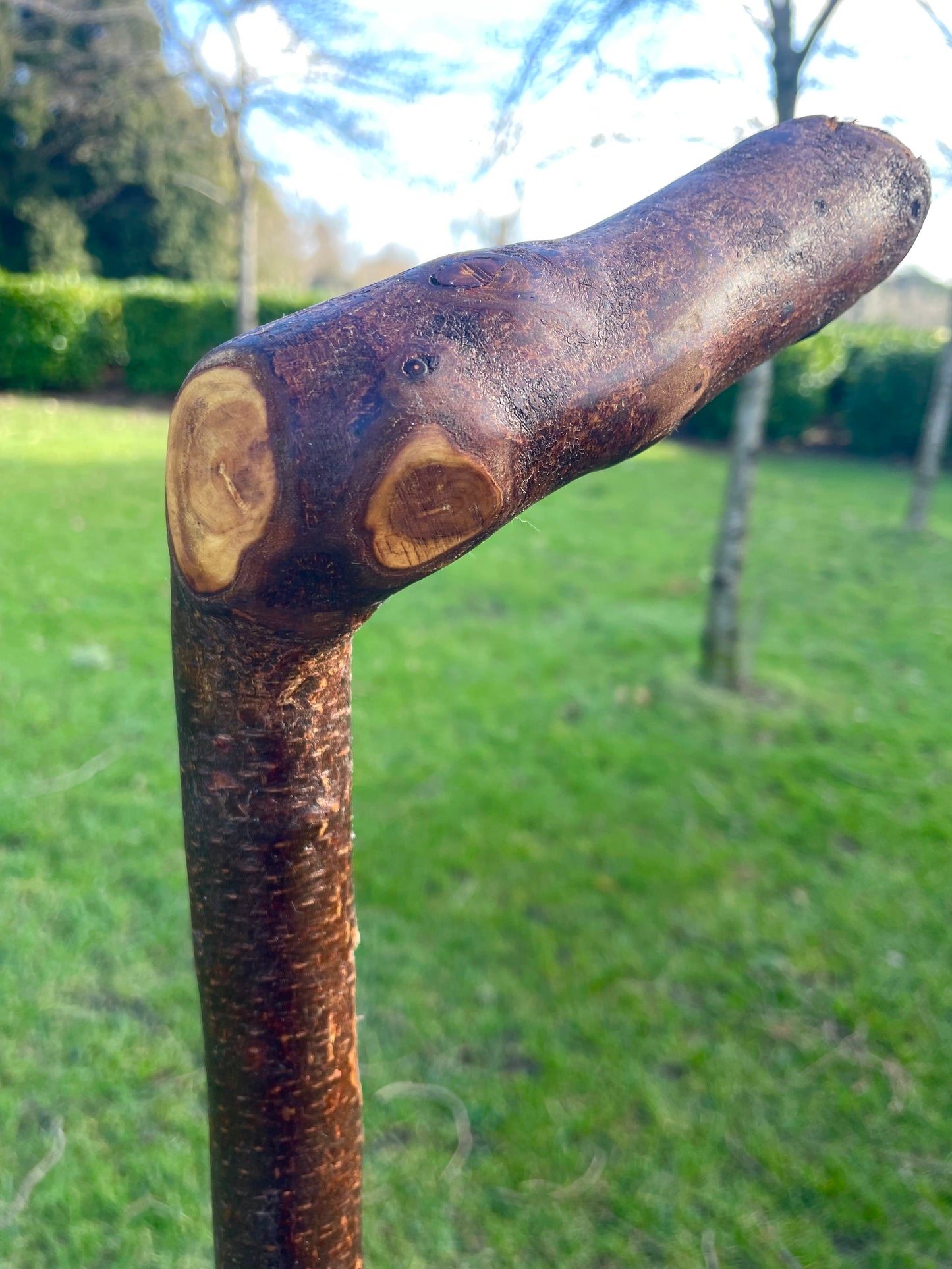 Blackthorn walking stick with curved handle