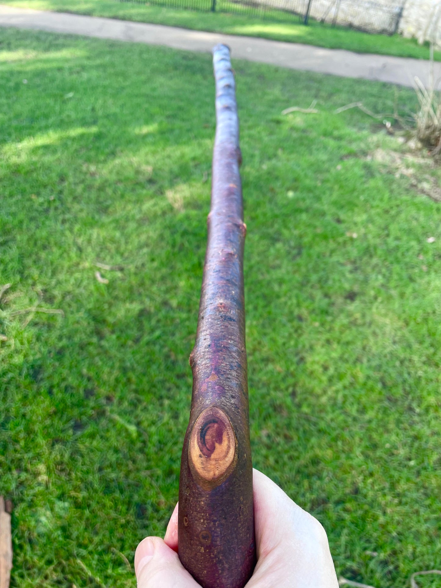 Blackthorn walking stick with curved handle