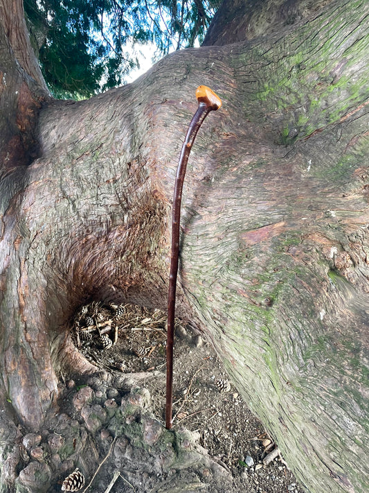Curved Blackthorn #10 | Irish Walking Sticks