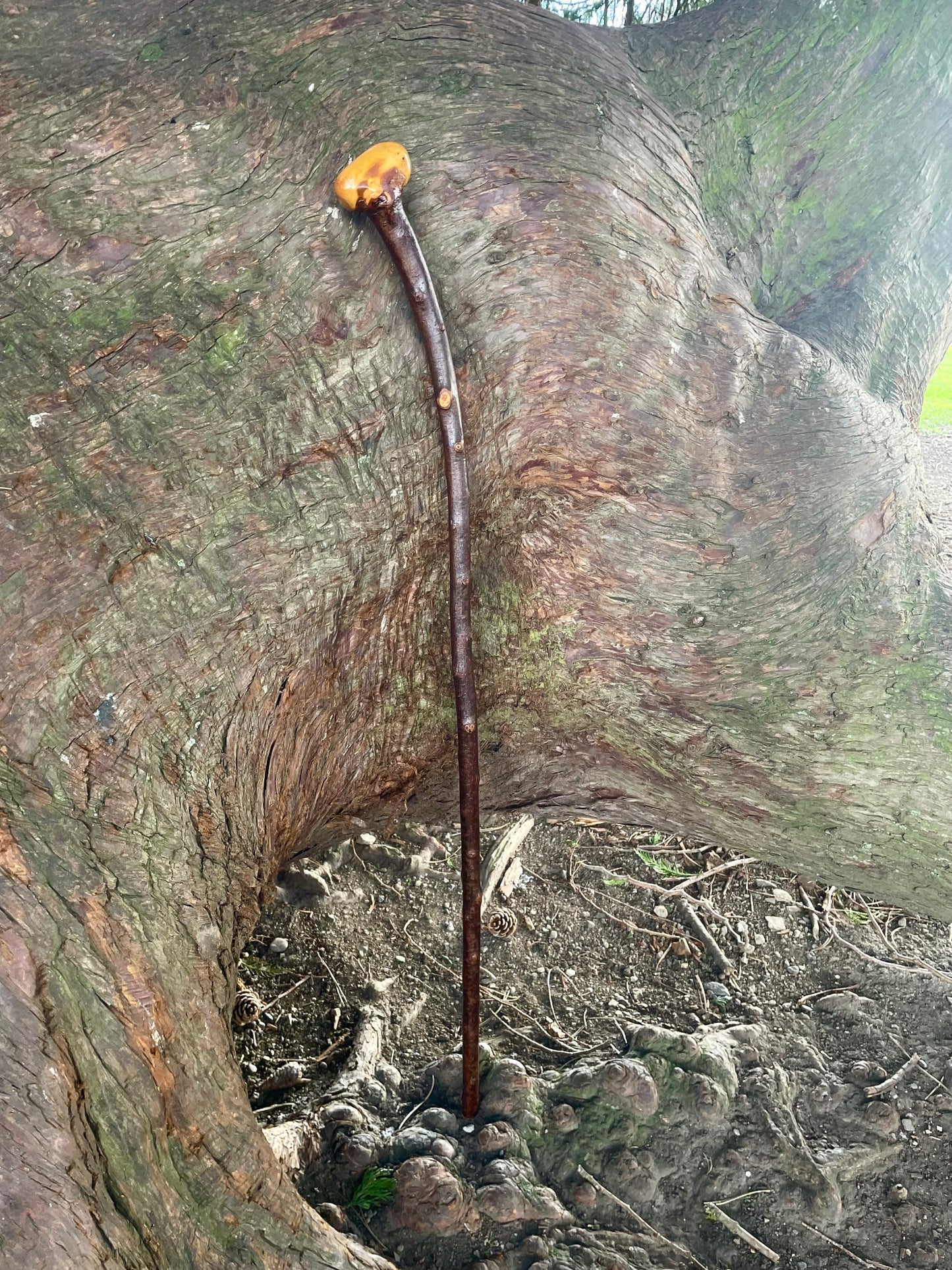 Curved Blackthorn #10 | Irish Walking Sticks
