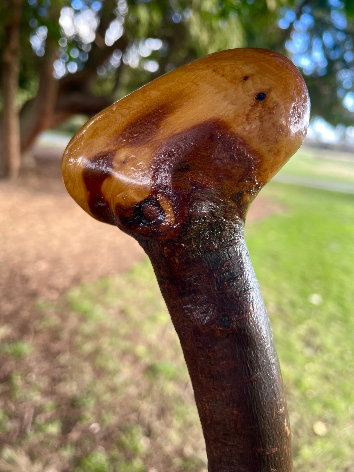 Curved Blackthorn #10 | Irish Walking Sticks