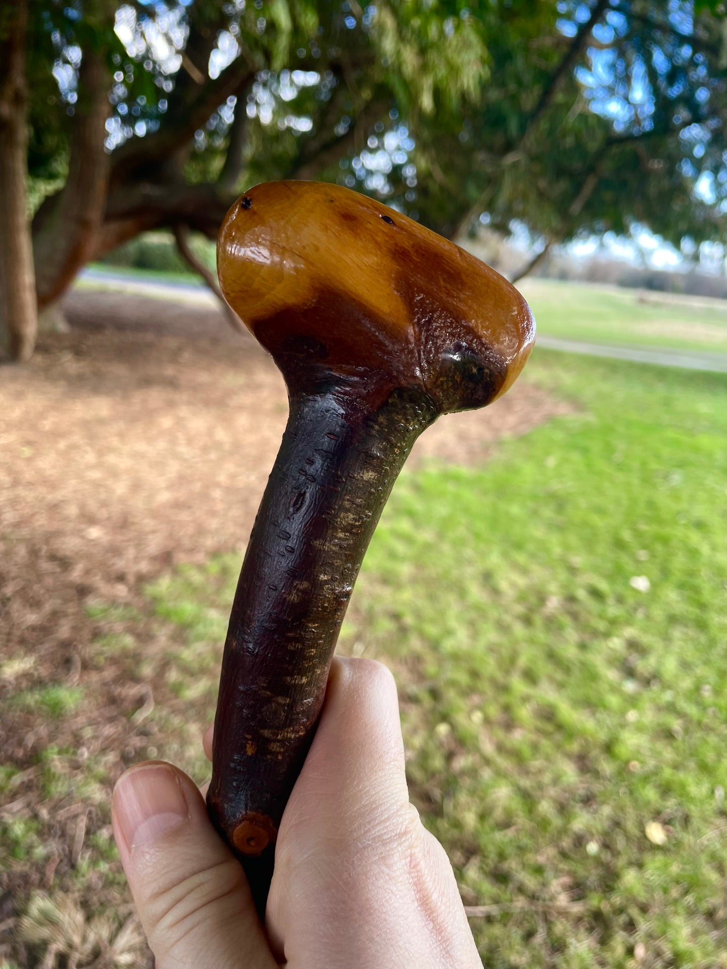 Curved Blackthorn #10 | Irish Walking Sticks
