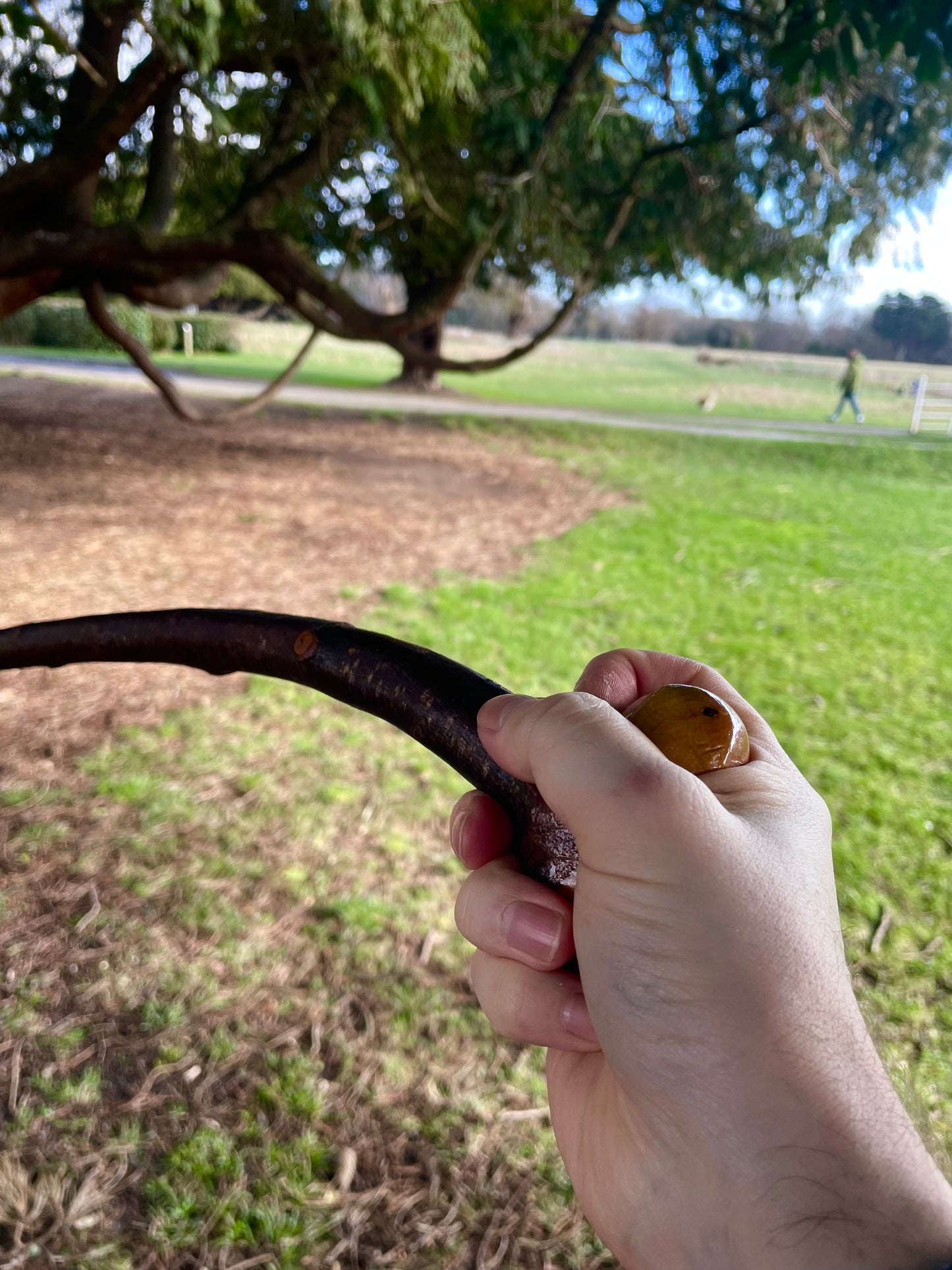 Curved Blackthorn #10 | Irish Walking Sticks