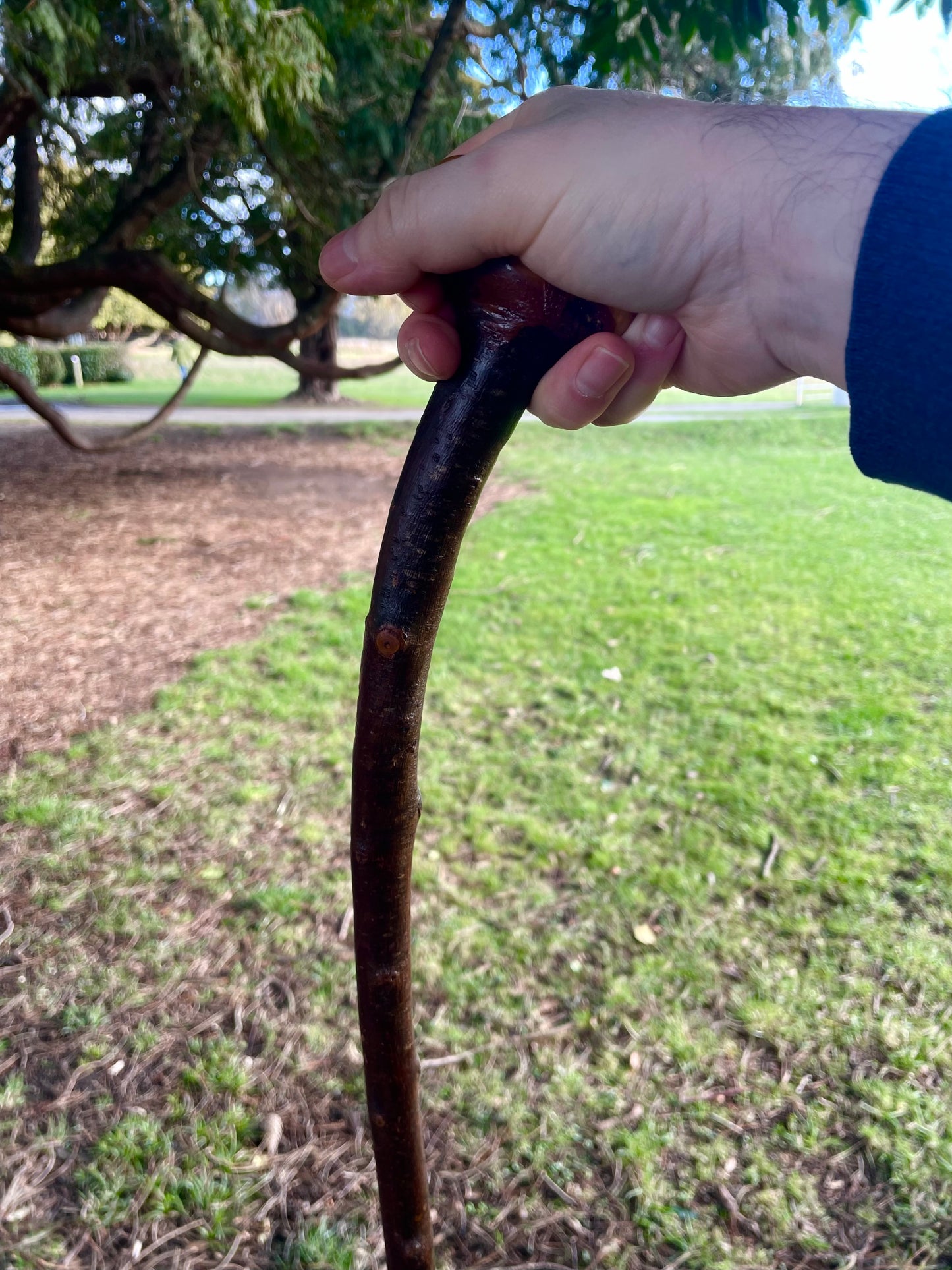 Curved Blackthorn #10 | Irish Walking Sticks