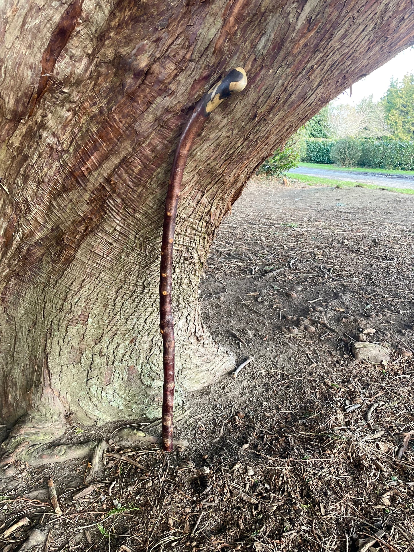 Curved Blackthorn #9 | Irish Walking Sticks