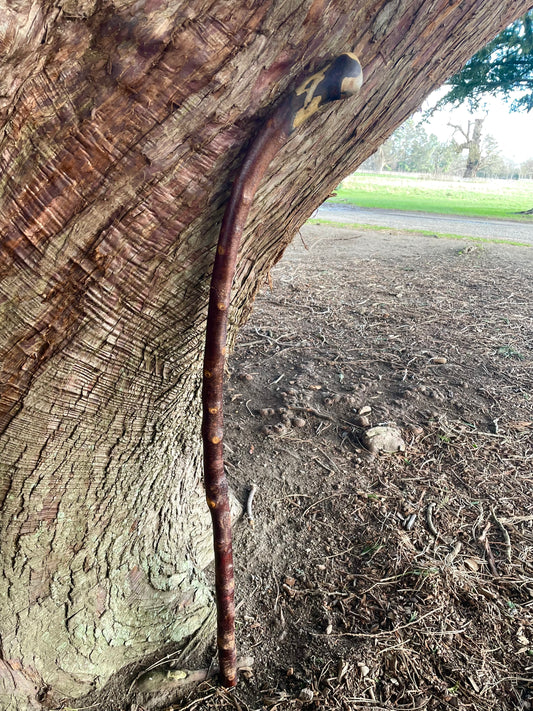 Curved Blackthorn #9 | Irish Walking Sticks