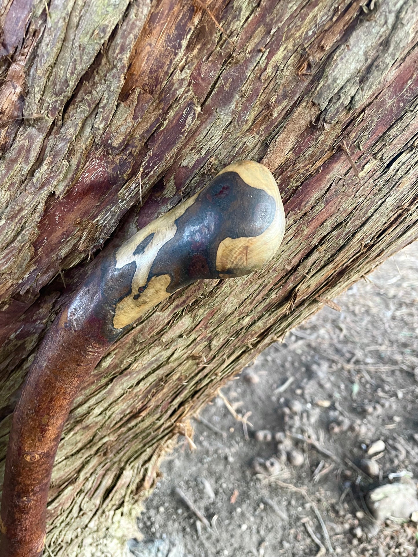 Curved Blackthorn #9 | Irish Walking Sticks